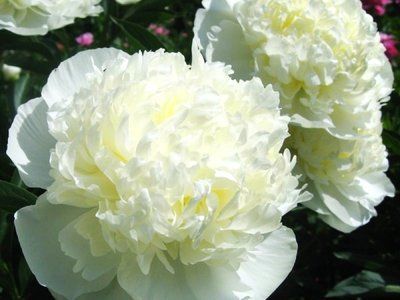 Піон Duchesse de Nemours Піон Duchesse de Nemours фото