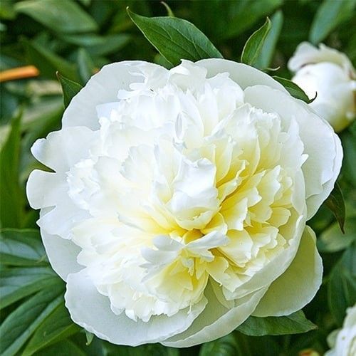 Пион Duchesse de Nemours Піон Duchesse de Nemours фото