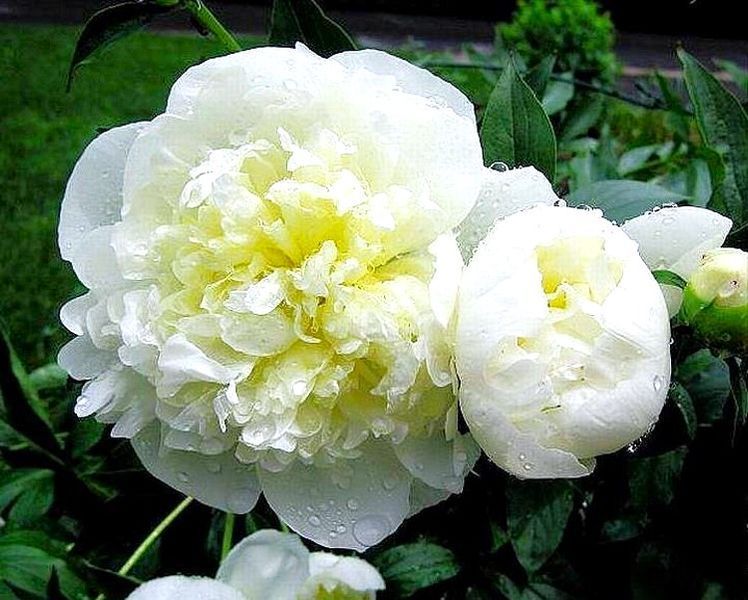 Пион Duchesse de Nemours Піон Duchesse de Nemours фото