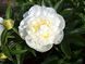 Пион Duchesse de Nemours Піон Duchesse de Nemours фото 2