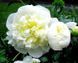 Пион Duchesse de Nemours Піон Duchesse de Nemours фото 5