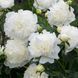 Пион Duchesse de Nemours Піон Duchesse de Nemours фото 3