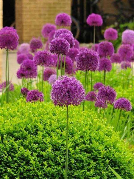 Аллиум Purple Аліум Purple фото