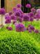 Аллиум Purple Аліум Purple фото 2
