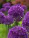 Аллиум Purple Аліум Purple фото 1