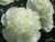 Піон Duchesse de Nemours