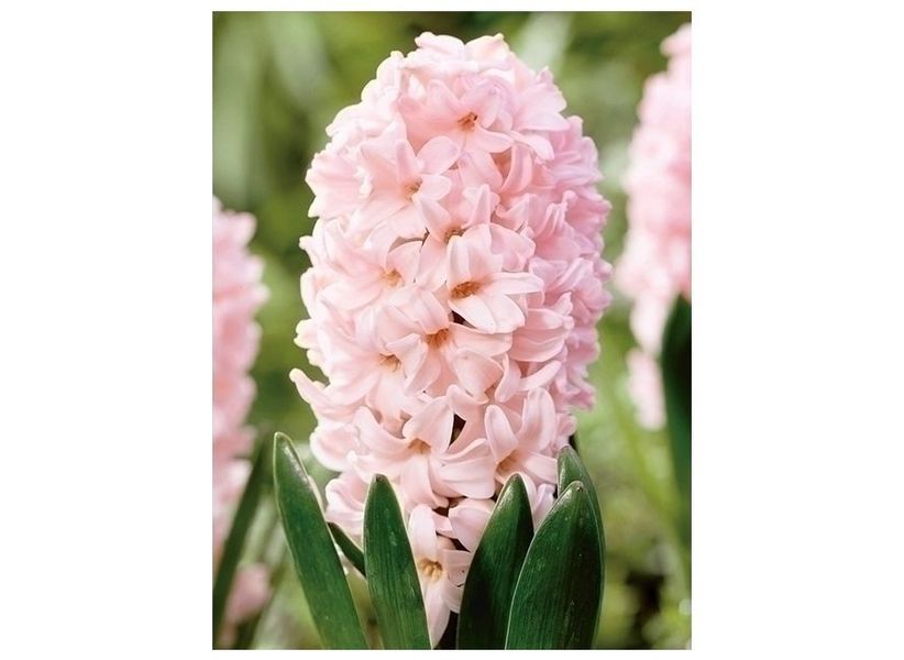 Гіацинт Apricot Passion В801 В801 фото