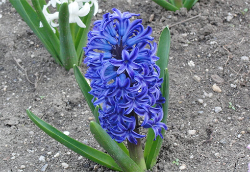 Гиацинт Blue Jacket В802 В802 фото