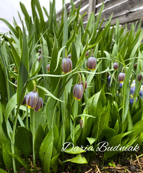 Фрітілярія Uva Vulpis Фрітілярія Uva Vulpis фото