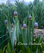 Фрітілярія Uva Vulpis Фрітілярія Uva Vulpis фото 3