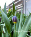 Фрітілярія Uva Vulpis Фрітілярія Uva Vulpis фото 1