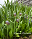 Фрітілярія Uva Vulpis Фрітілярія Uva Vulpis фото 2