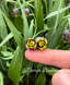 Фрітілярія Uva Vulpis Фрітілярія Uva Vulpis фото 4