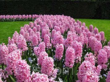 Гіацинт Pink Pearl Н808 Н808 фото