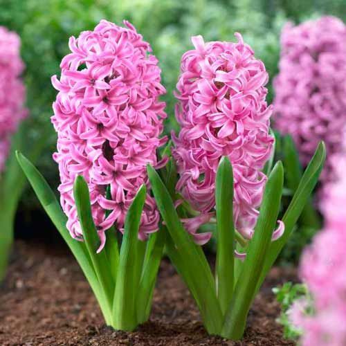 Гіацинт Pink Pearl Н808 Н808 фото