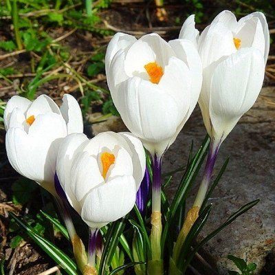 Крокус великоквітковий Білий Крокус великоквітковий Білий фото