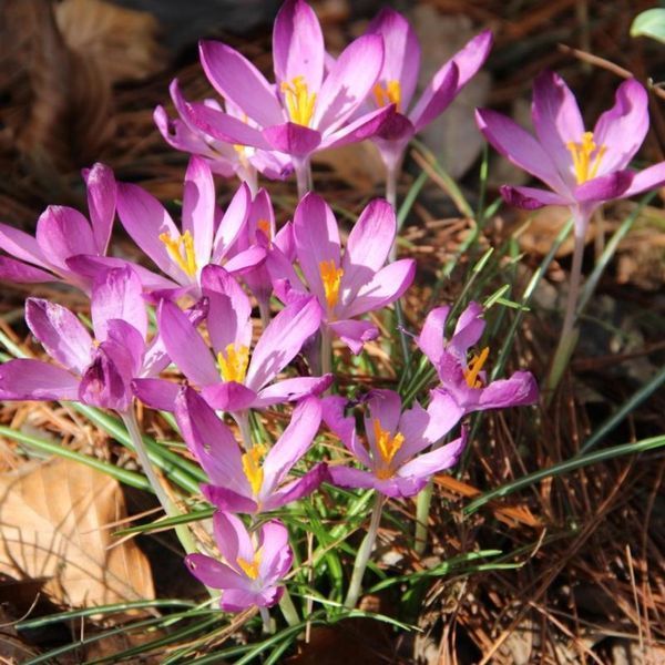 Крокус ботанический Roseus Крокус ботанічний Roseus фото